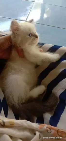 Kucing kiten Himalaya