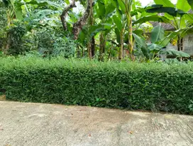 Kebun Durian 1282m² Siap Panen Utara Pasar Mojogedang
