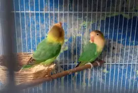 Lovebird PB green betina 2ekor 400