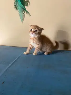 kitten scotishfold jantan