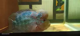 Ikan louhan srd cencu