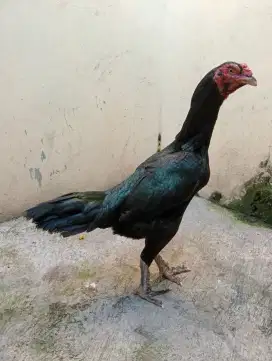 Ayam betina big size sisik buaya