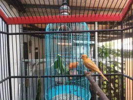 Kenari betina muda 2,5 bulan
