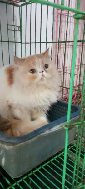 Kucing Persia peaknose