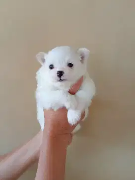 Anak Anjing Minipom Putih