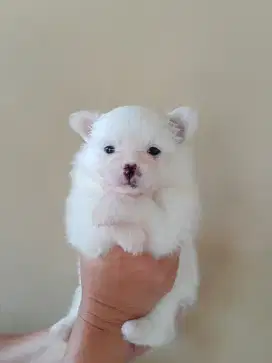 Anak Anjing Minipom Betina