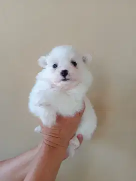 Anak Anjing Minipom Jantan
