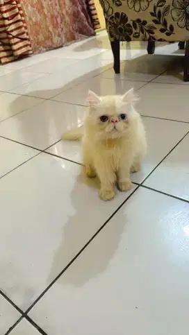 Peaknose betina