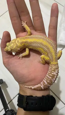 Gecko Tremper Bold Stripe Jantan
