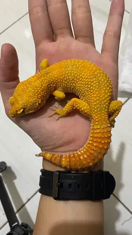 Gecko Sunspot Jantan