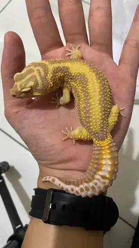 Gecko Tremper Bold Stripe Jantan