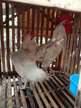 Sepasang Ayam Pelung