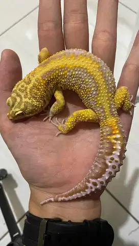 Gecko Tremper Bold Stripe Jantan TEMBUS NEGO