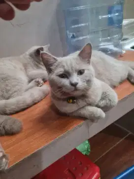 Open Adop Kucing British  Shorthiar jantan