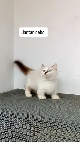 Kitten jantan munchkin