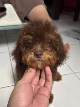 Jual Puppy Toy Poodle / Puppies Toy Poodle / Baby Toy Poodle BSD