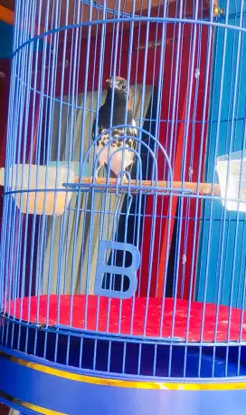 Burung Anis Kembang Jantan Ring Puji.S (Burja)
