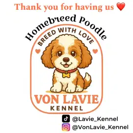 Di butuhkan kennel boy / girl untuk anjing poodle
