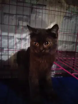Munchkin Ns jantan hitam