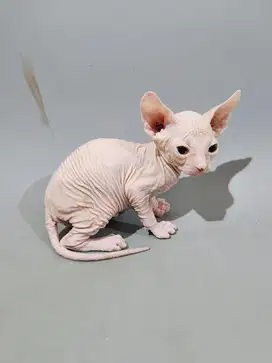 Kucing Sphynx Jantan 3 Bulan
