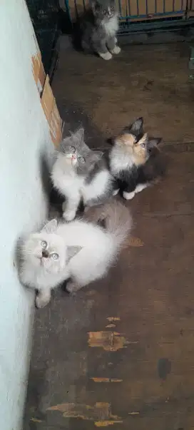 Kitten 3 bulan mahar untuk 1 kitten