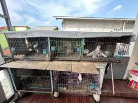 merpati hias maltese & lahore silver plus kandang besi