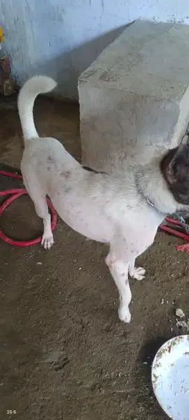 Dijual anjing dewasa