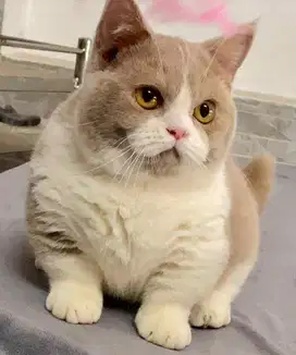 for sale munchkin bsh