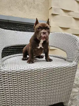 American bully micro