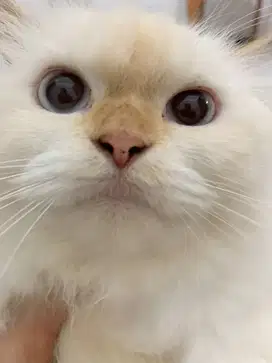 KUCING HIMALAYAN RED -- BETINA 1 TAHUN SETENGAH SUDAH VAKSIN