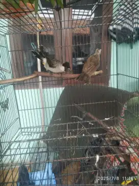 Sepasang kutilang dan cerucuk