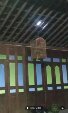 Perkutut cemani lokal gacor
