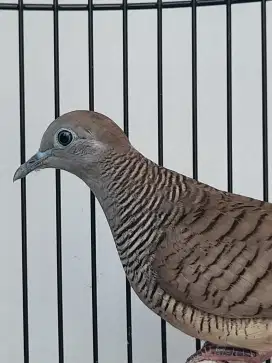 Perkutut Pendowo Mijil