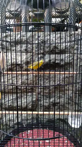 Burung Mozambik Rajin Bunyi