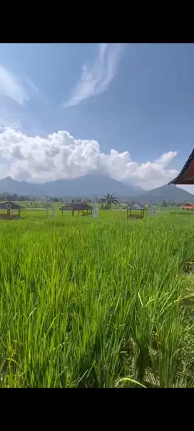 KAVLING SAWAH LEGALITAS AMAN PINGGIR JALAN PROPINSI PEMANDANGAN INDAH