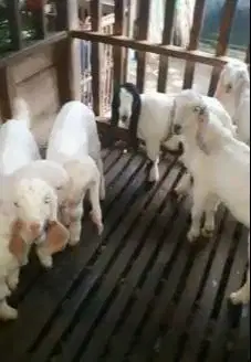 6 ekor cempe anakan kambing etawa 3 bulan 2 jantan 4 betina rawatan ok