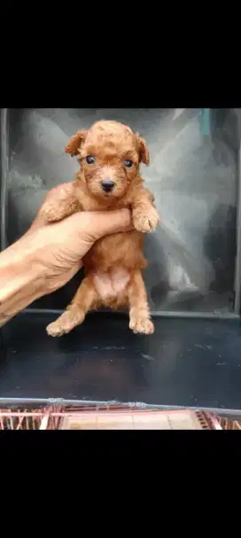 Poodle STB Vaksin Femele