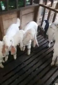 6 ekor anakan kambing etawa senduro 3 bulanan 2 jantan 4 betina manteb