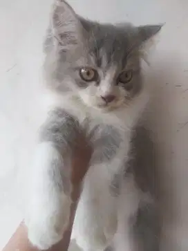Di jual kucing Persia pedigri