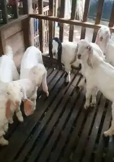 6 ekor cempe kambing etawa 3 bulanan 2 jantan 4 betina siap ternak top