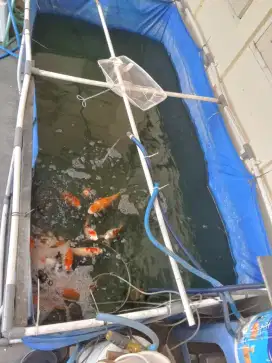 Jual bosan koi berikut kolam terpal