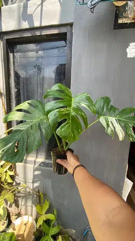Tanaman Hias Monstera variegata / monvar 3 daun