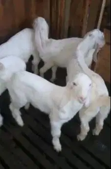 6 ekor anakan kambing etawa 3 bulanan 2 jantan 4 betina super unggulan