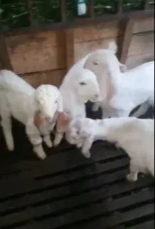 6 ekor anakan kambing etawa 3 bulanan 2 jantan 4 betina siap ternak ok