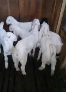 6 ekor anakan kambing etawa 3 bulanan 2 jantan 4 betina super unggulan