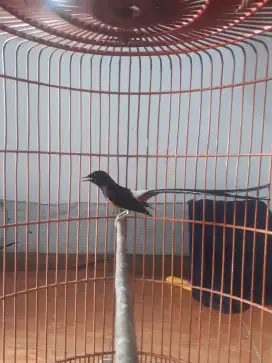 Burung muray ekor klewer