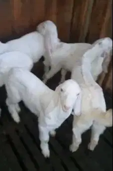 6 ekor cempe kambing etawa senduro 3 bulanan 2 jantan 4 betina unggul