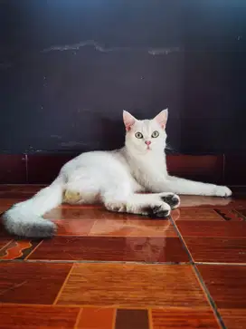 Kucing BSH silver male