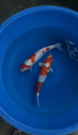 Ikan koi blitar