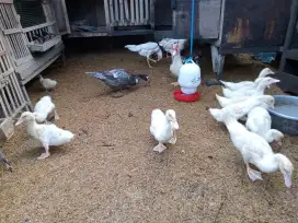 bebek jumbo berkualitas